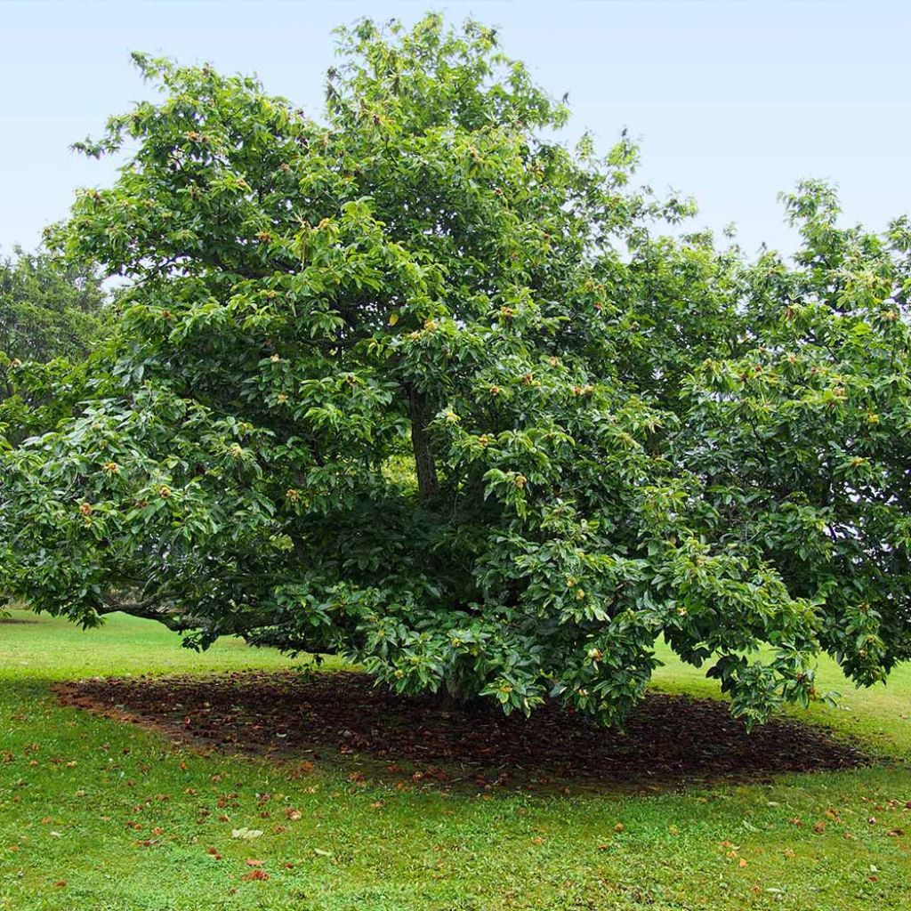 The American chestnut