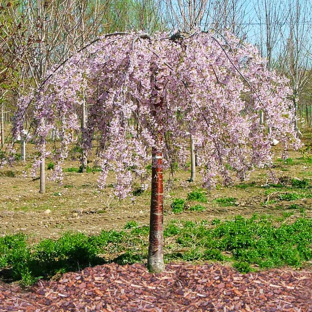 Pink Snow Showers Weeping Cherry Tree