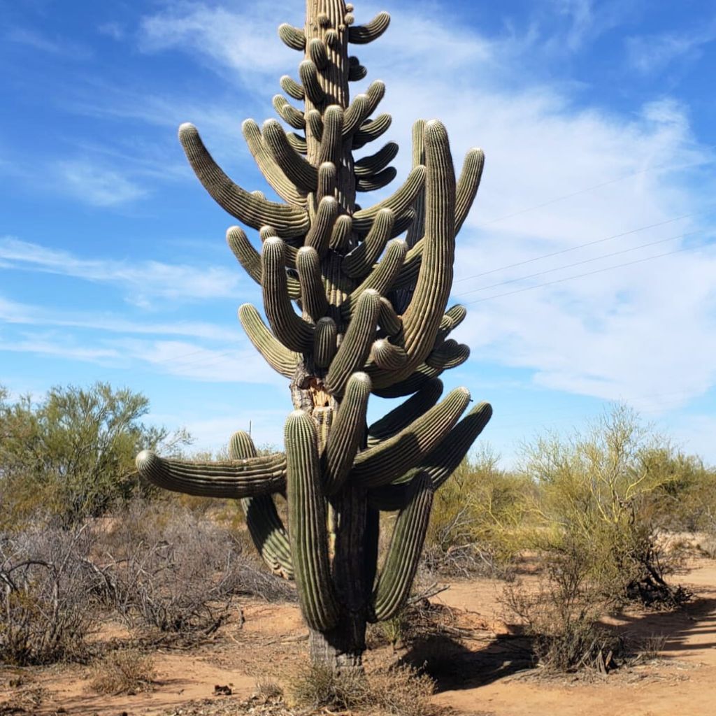 The Saguaro cactus (Carnegiea gigantea)