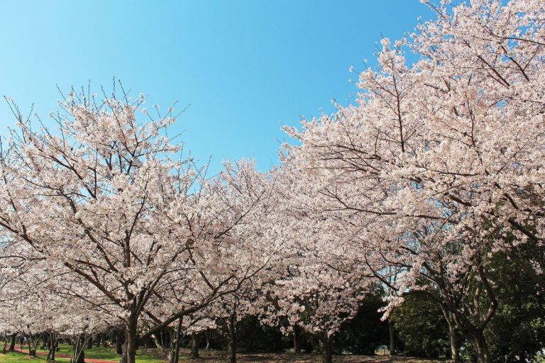 10 Cherry Blossom Trees Varieties