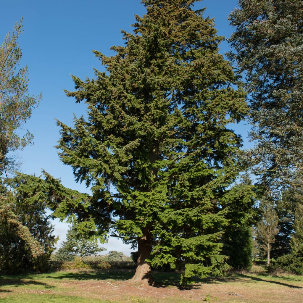 The Western hemlock (Tsuga heterophylla)