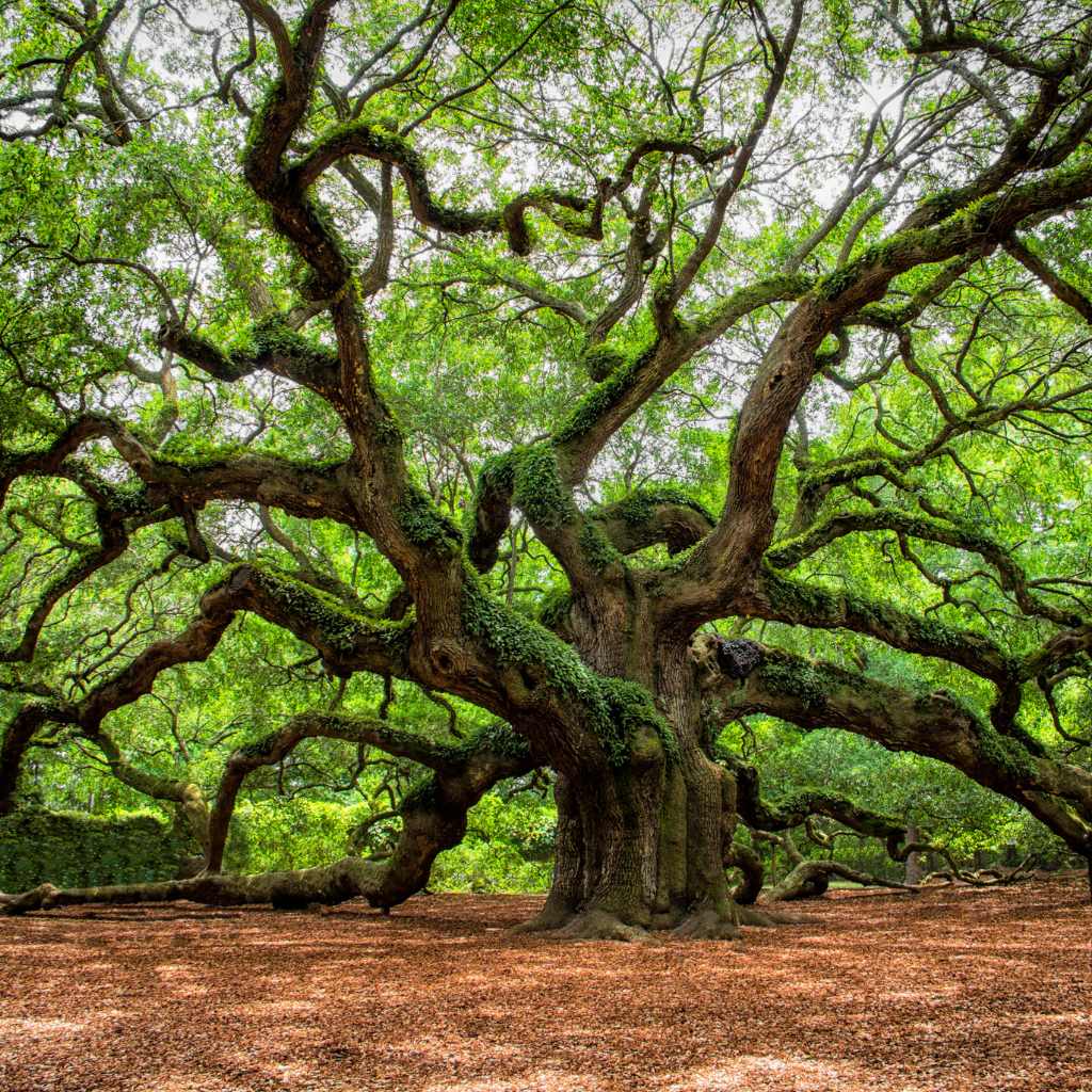 The Pechanga Great Oak Tree