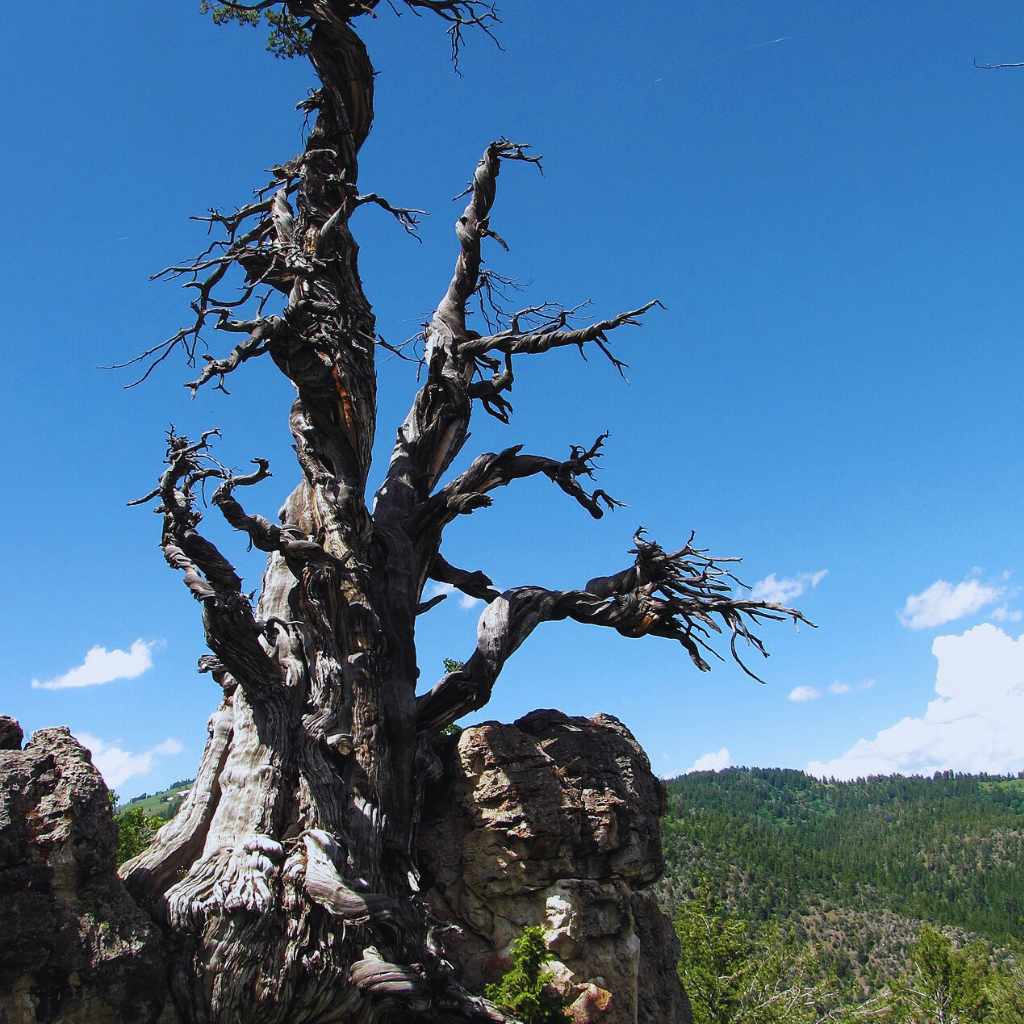 The Jardine Juniper