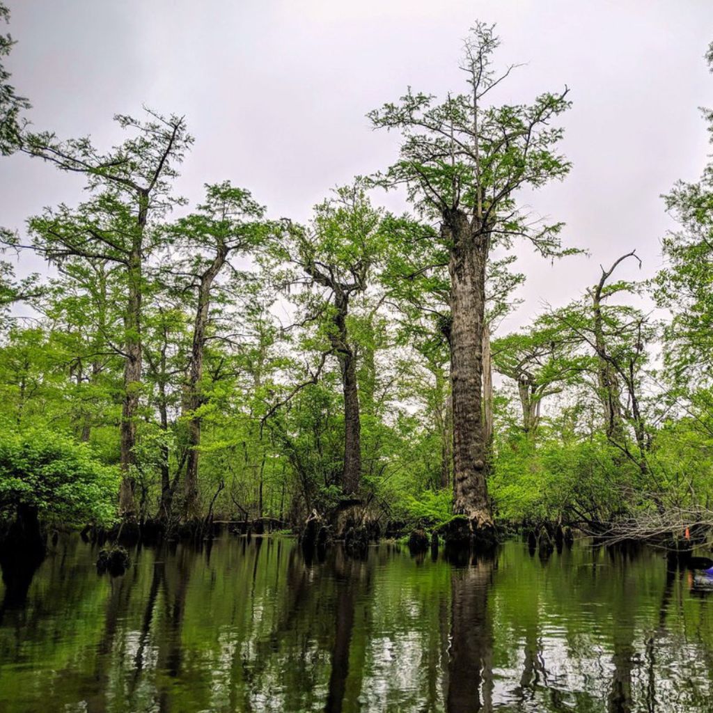 The Bald cypress