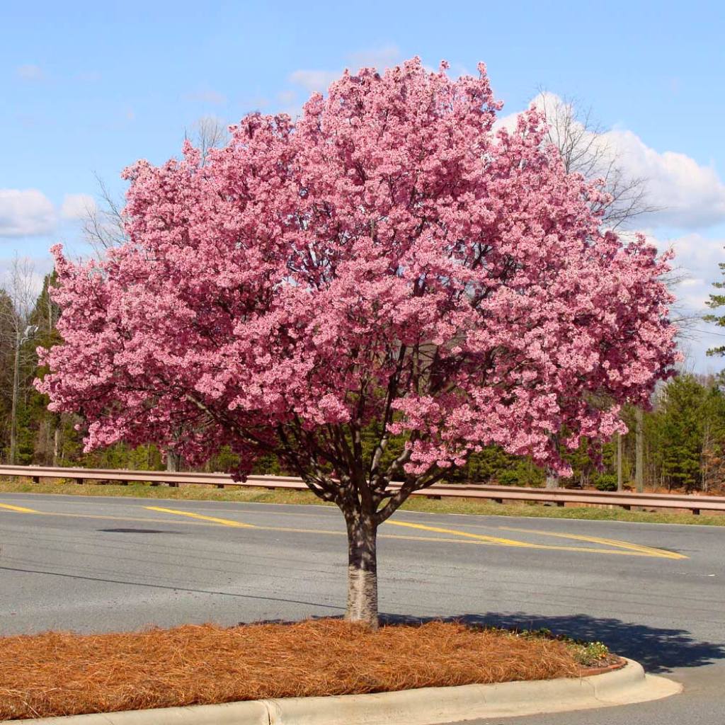 Okame Cherry Tree