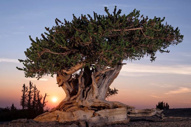 20 Ancient Trees in the United States