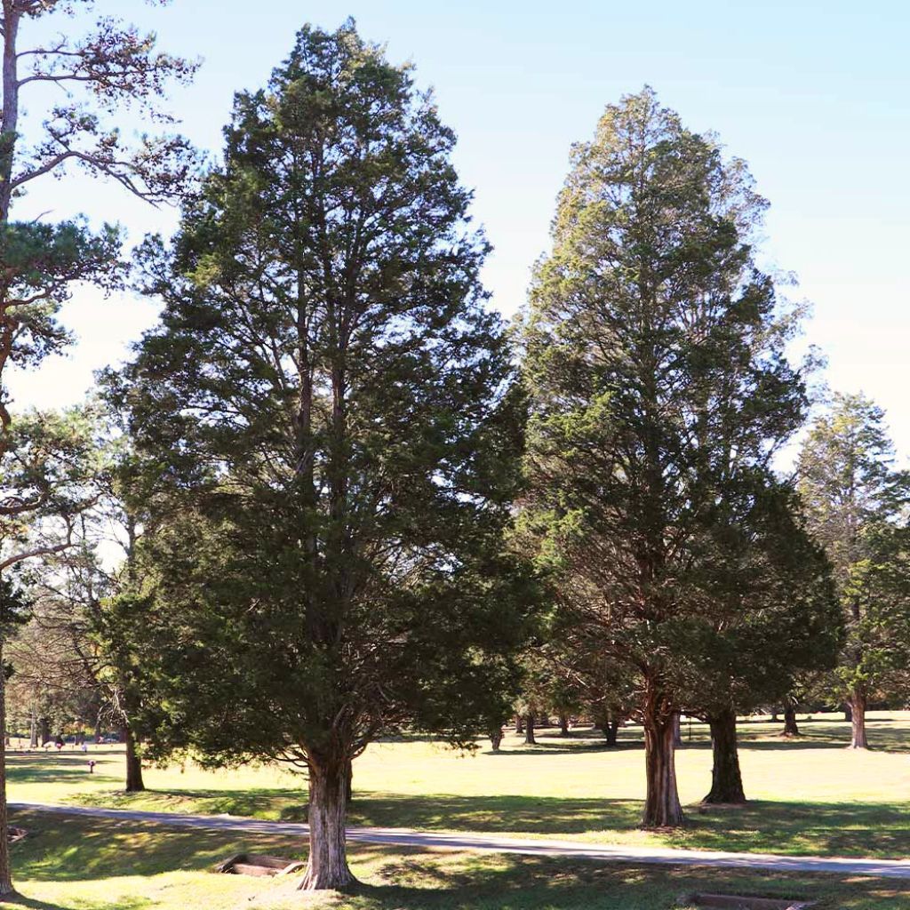 The Eastern red cedar Tree