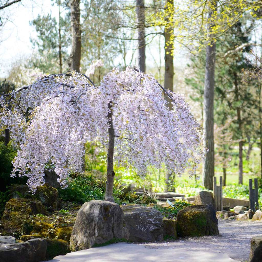 Snow Fountains Weeping Cherry Tree