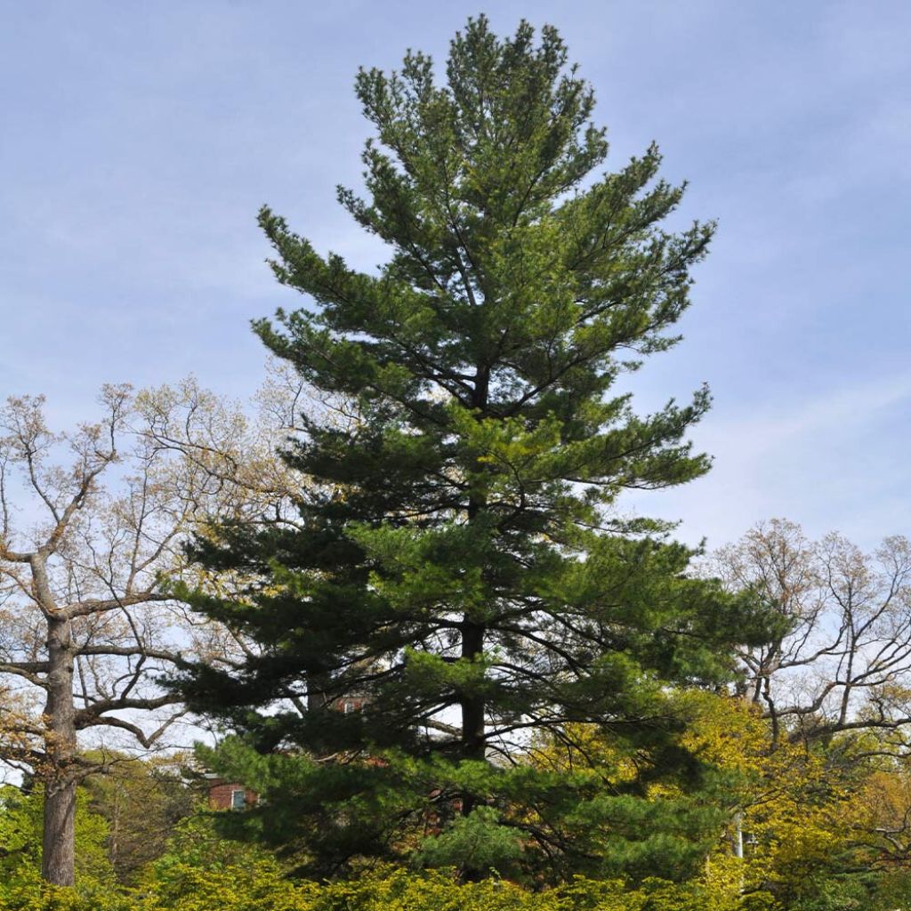 The Eastern white pine