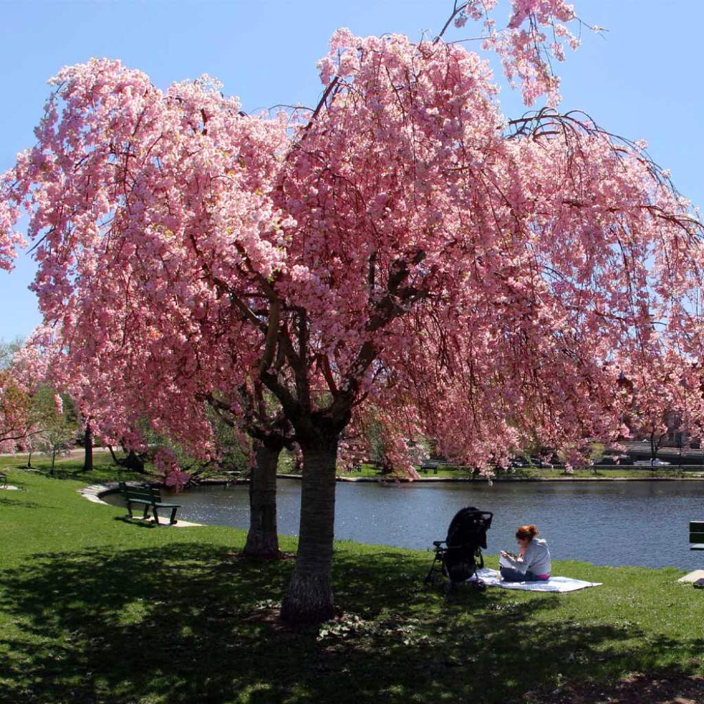 Pink Weeping Cherry Tree