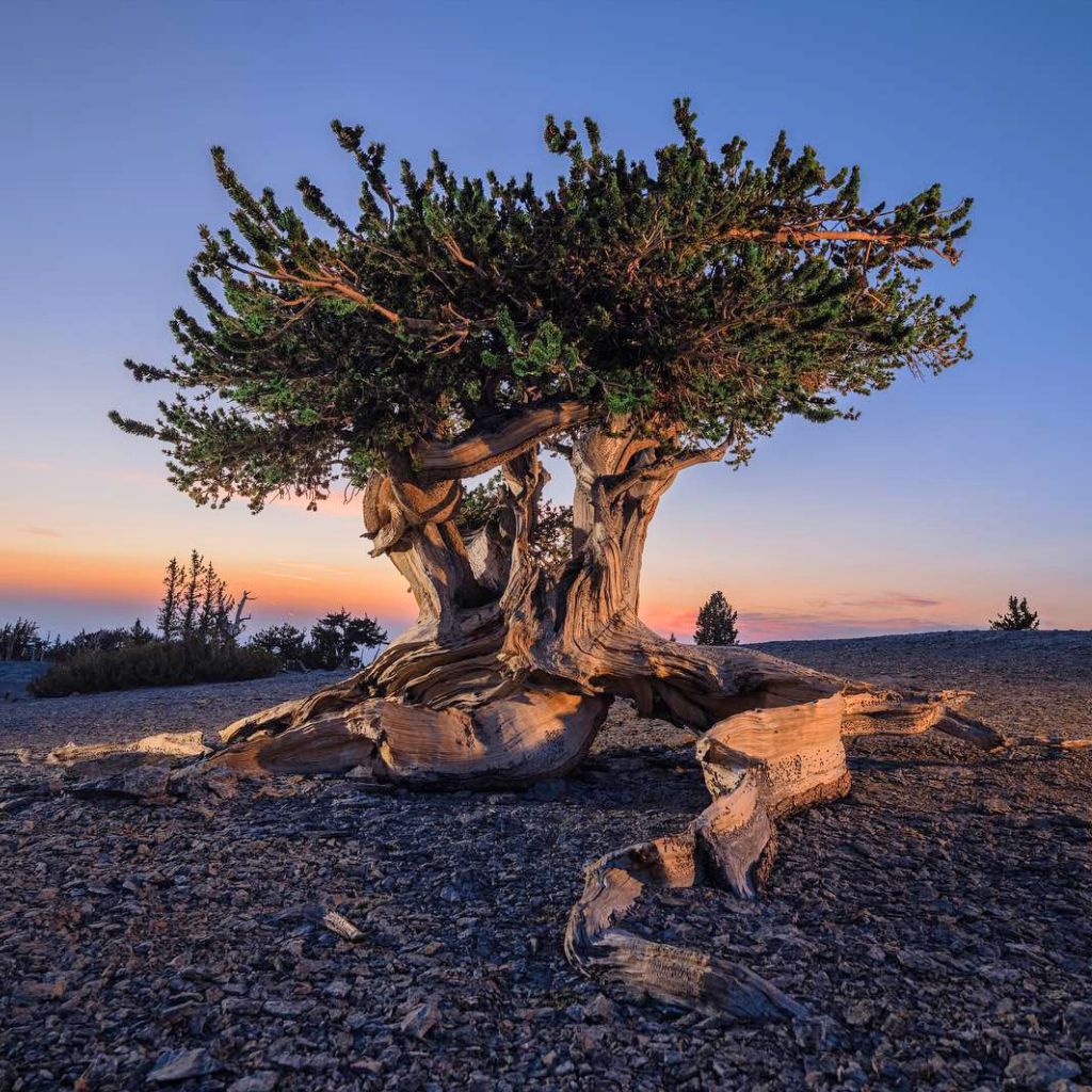 The Great Basin bristlecone pine