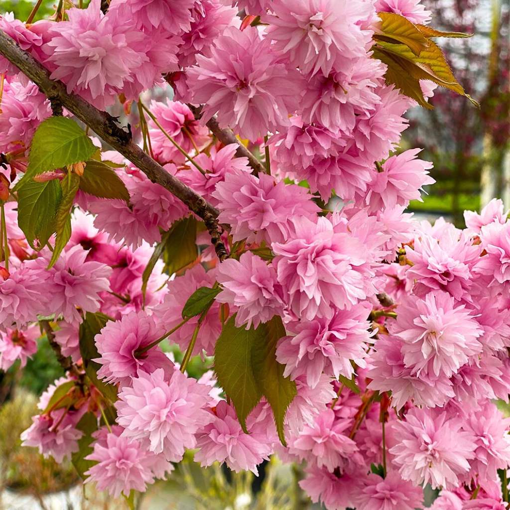 Weeping Extraordinaire Cherry Tree