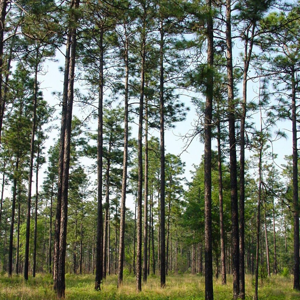 The Longleaf pine