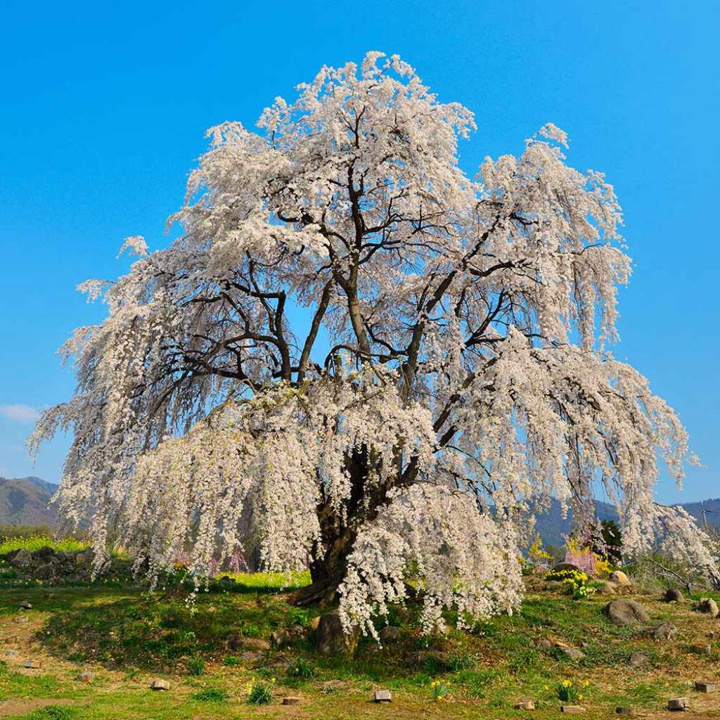 Weeping Yoshino Cherry Tree