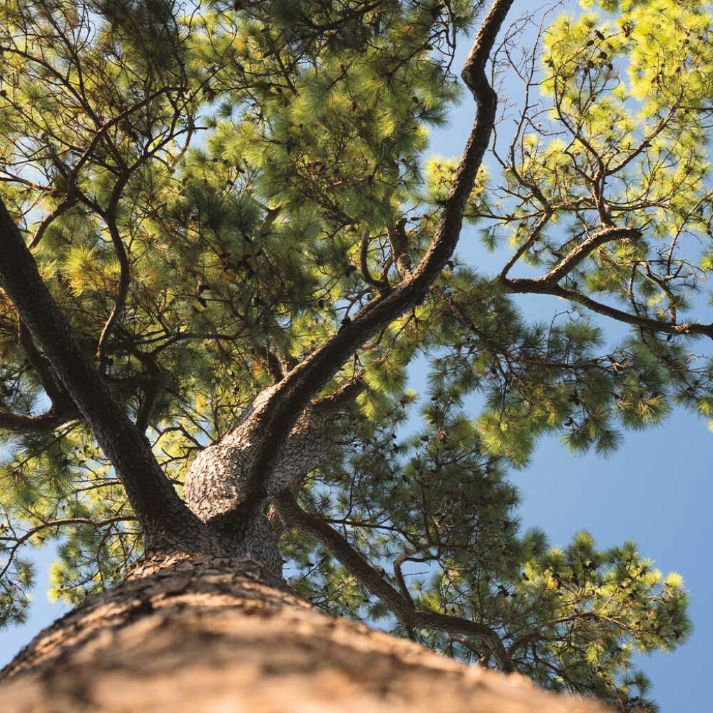 The Loblolly pine (Pinus taeda)