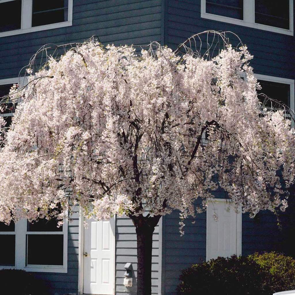 White Weeping Cherry Tree