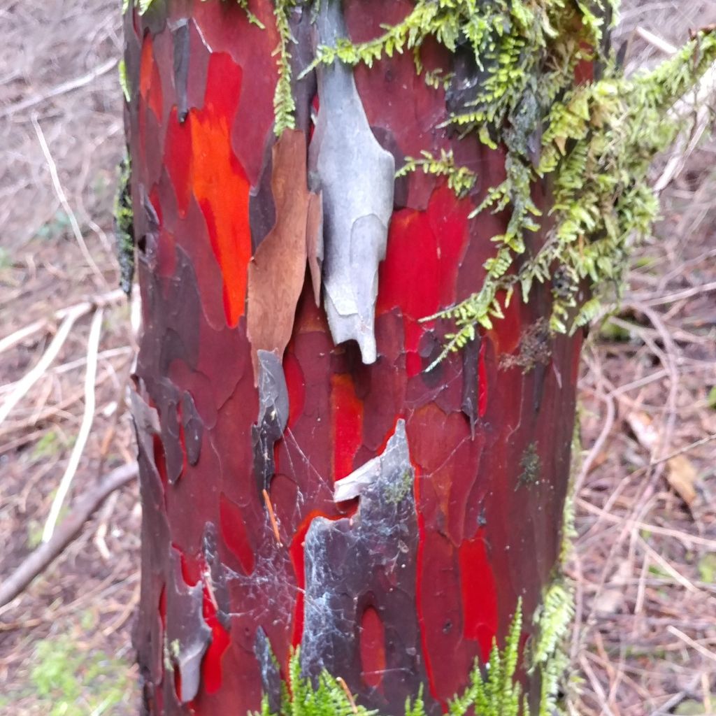 The Pacific yew (Taxus brevifolia)