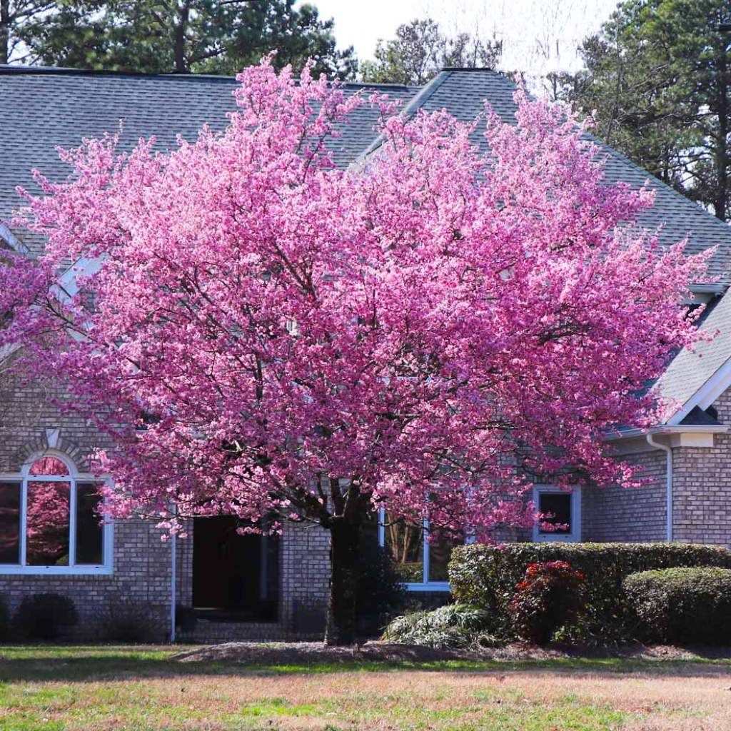 Kwanzan Cherry Tree