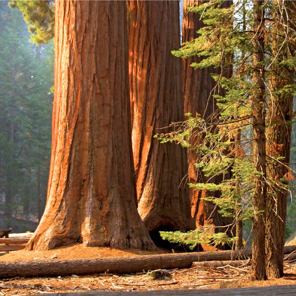 The Redwood forest tree (Sequoia sempervirens)