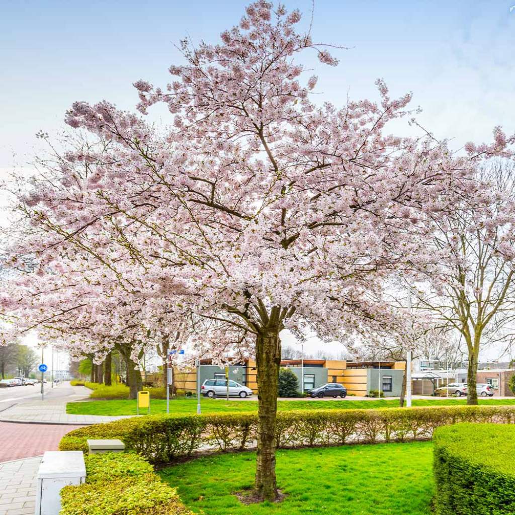 Autumn Cherry Tree