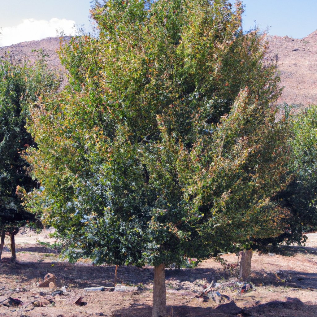 Ulmus laevis (European Ash)