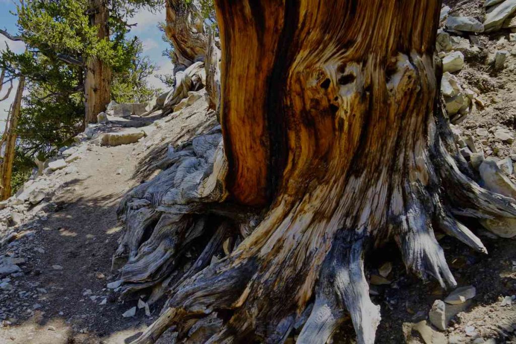 The Bristlecone Pines