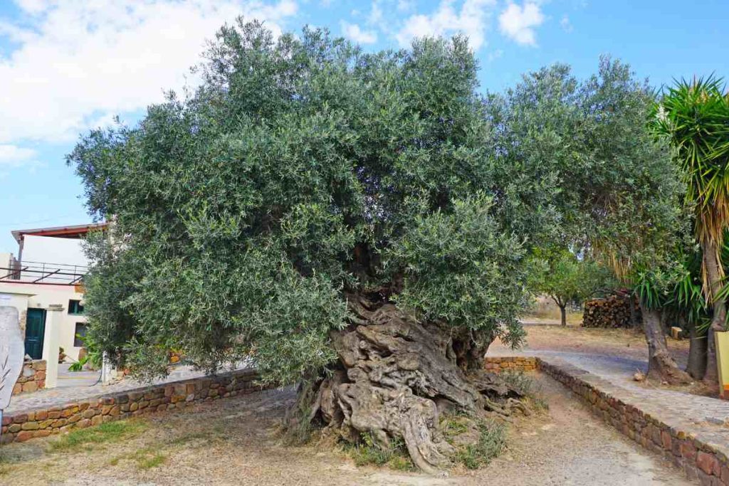 The Olive Tree of Vouves