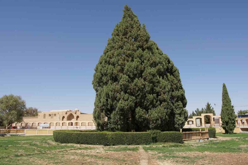 Cypress of Abarqu Trees in Art and Literature