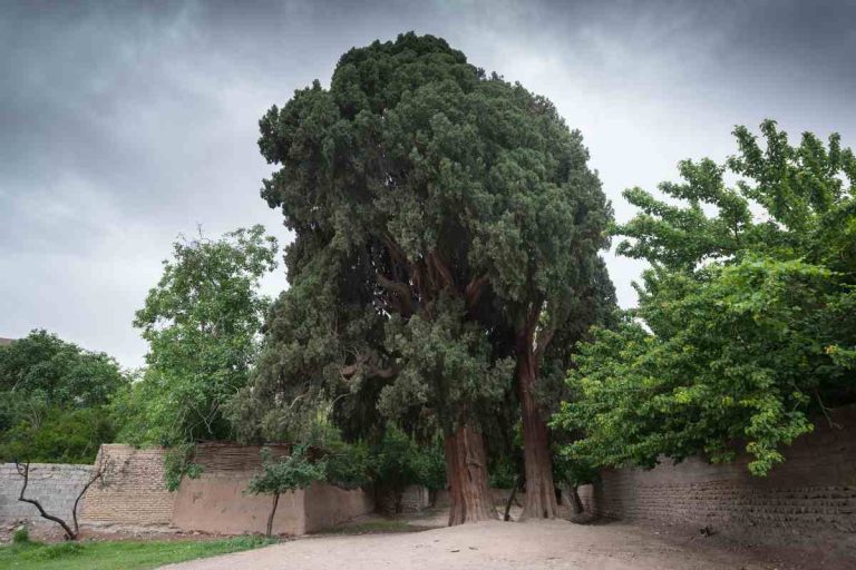 The Fascinating History and Symbolism of Cypress Abarqu Trees