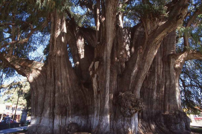 The Majestic Montezuma Cypress