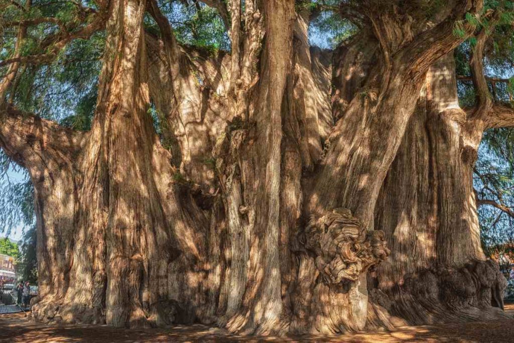 The Montezuma Cypress as a Cultural and Tourist Attraction
